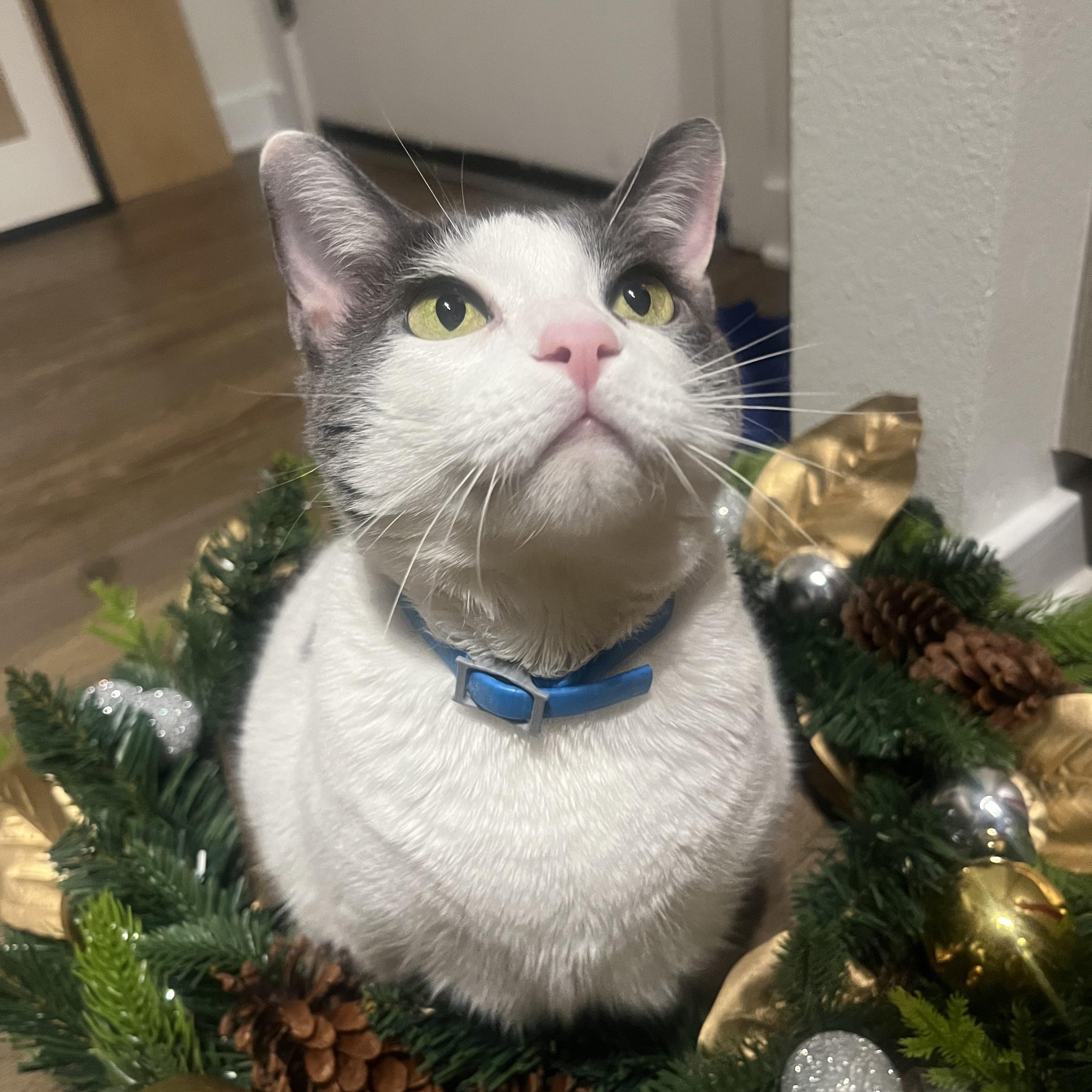 Enlarge Nala (sweet girl) video, a Adoptable Domestic Short Hair in Orlando, FL image 1/4