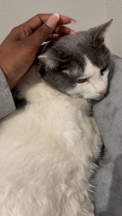 Enlarge Nala (sweet girl) video, a Adoptable Domestic Short Hair in Orlando, FL video 4/4