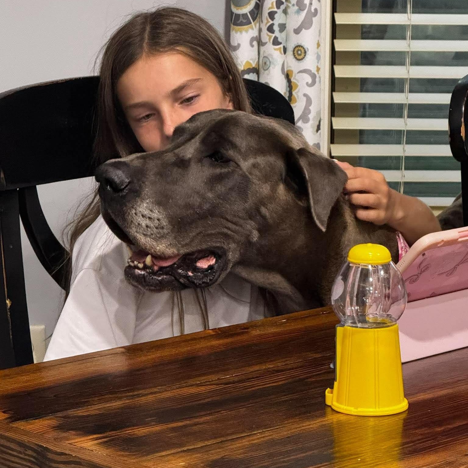 Enlarge Rose, a Adoptable Great Dane in Pensacola, FL image 5/6