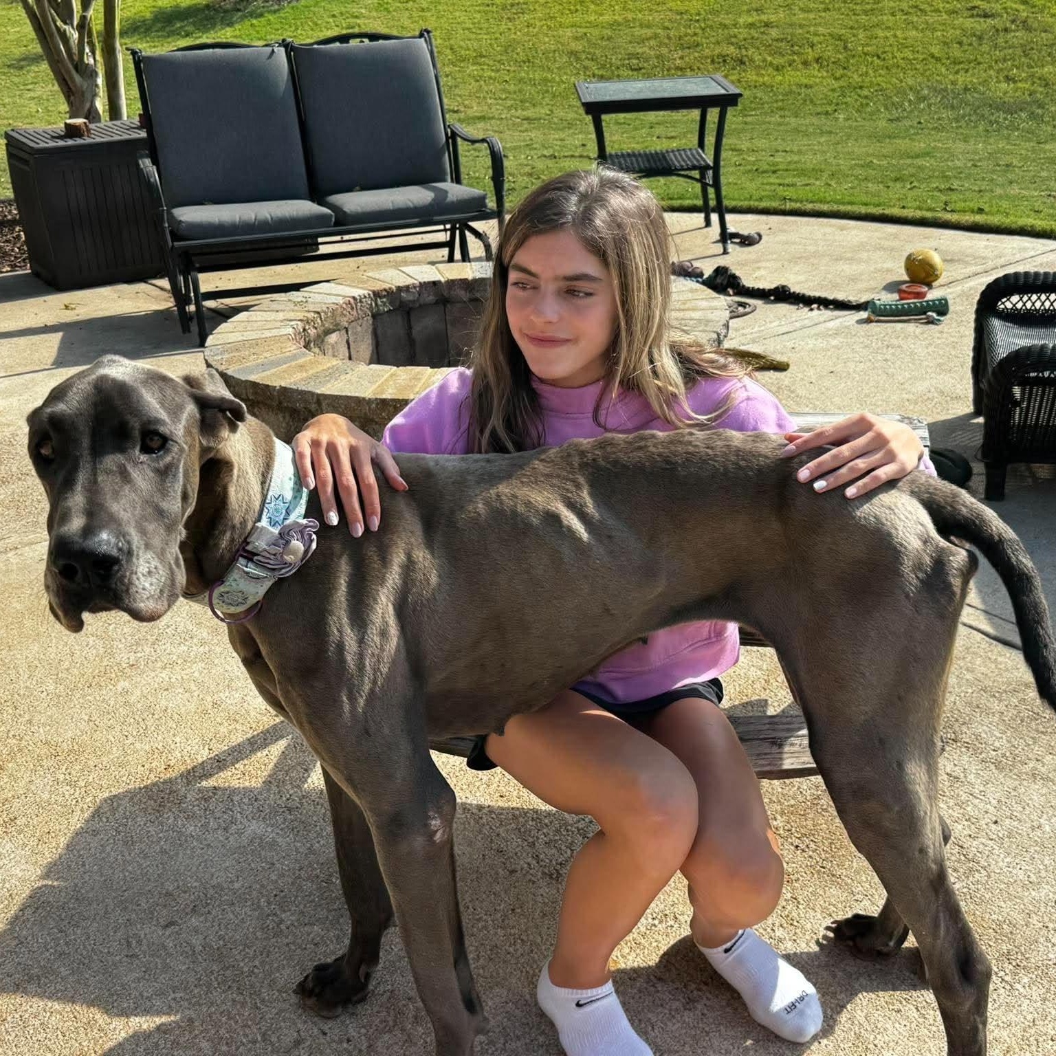 Enlarge Rose, a Adoptable Great Dane in Pensacola, FL image 2/6