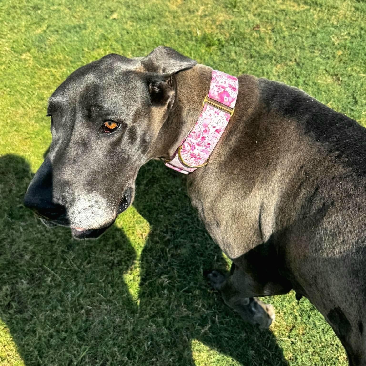 Enlarge Rose, a Adoptable Great Dane in Pensacola, FL image 6/6