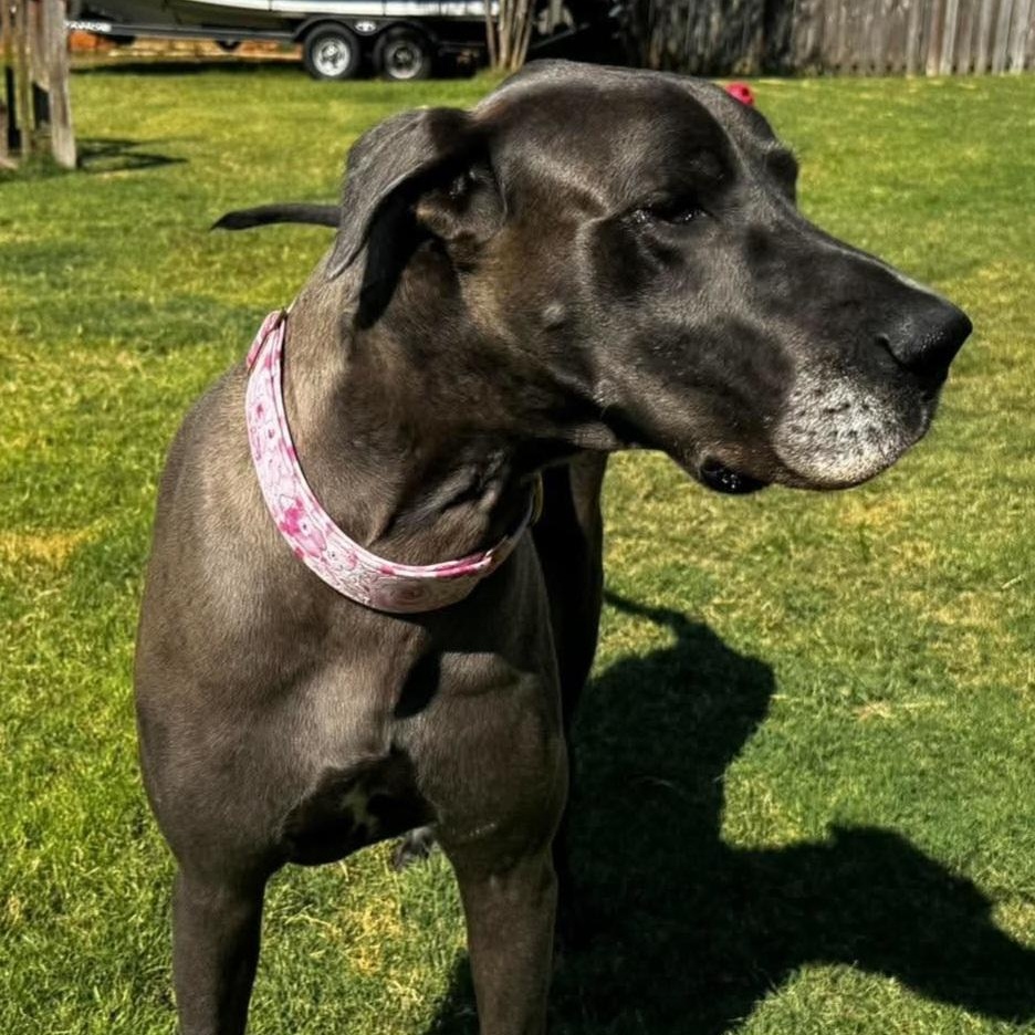 Rose, Adoptable, Adult Female Great Dane.