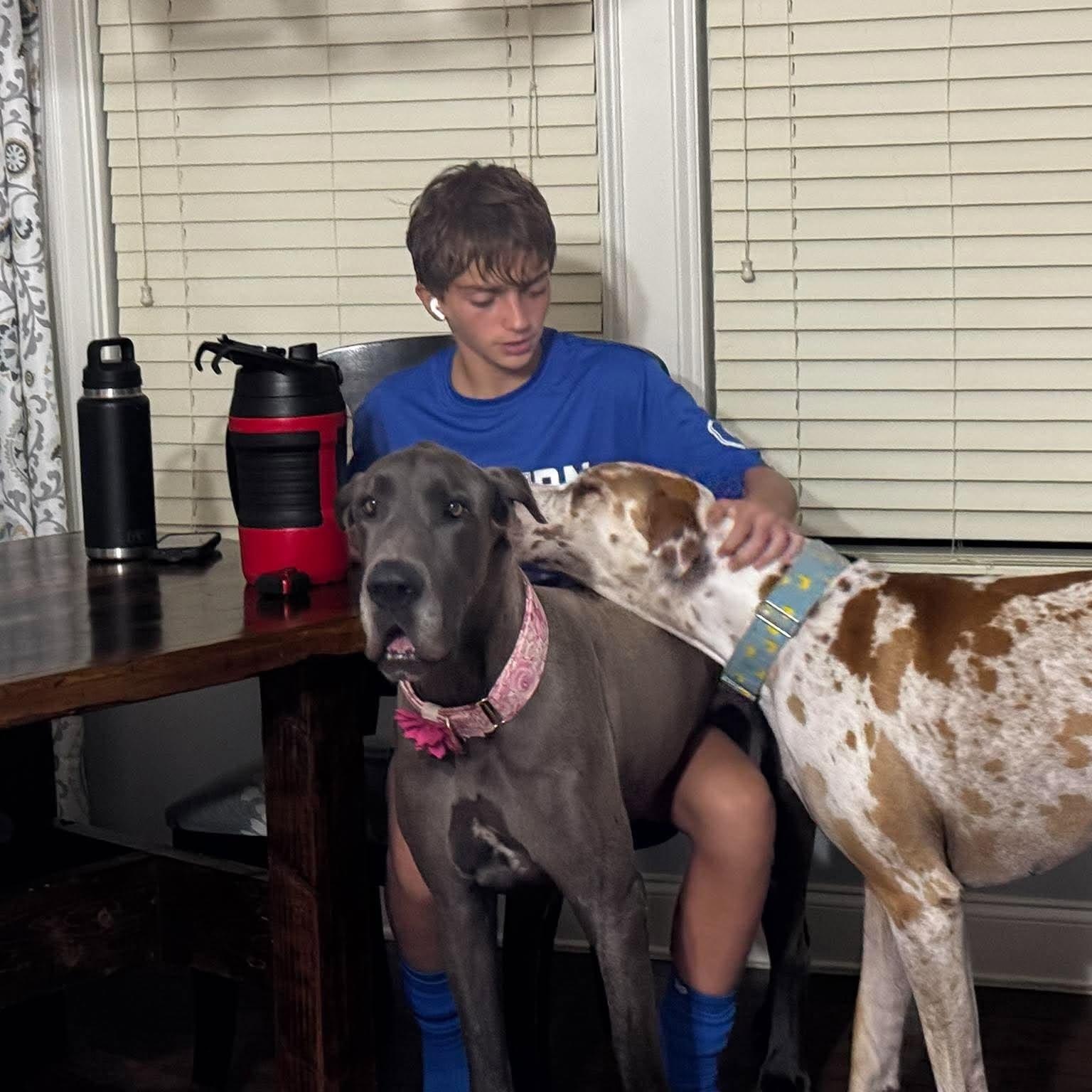 Enlarge Rose, a Adoptable Great Dane in Pensacola, FL image 3/6