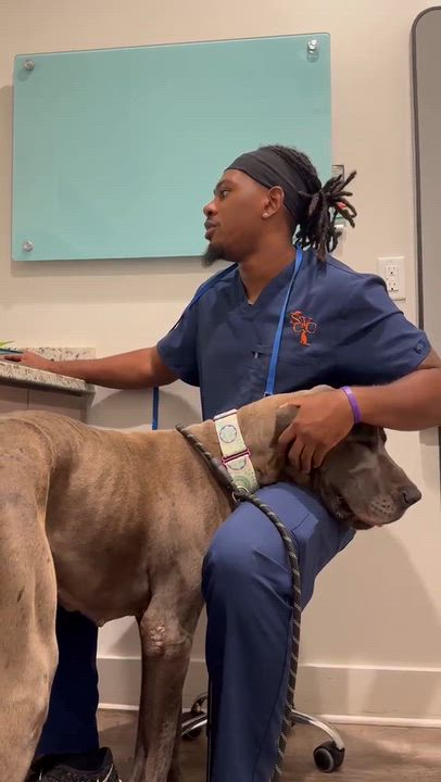 Enlarge Rose, a Adoptable Great Dane in Pensacola, FL video 4/6