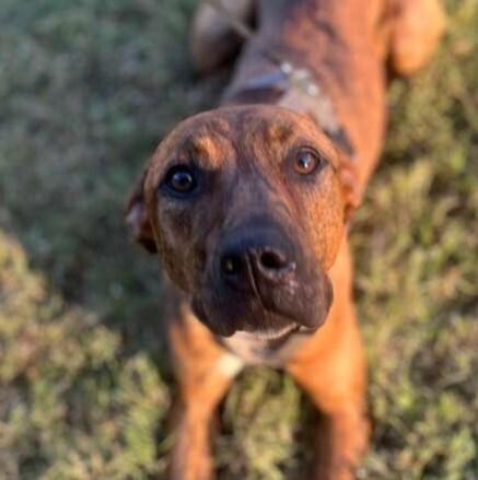 TAZ, Adoptable, Young Male Terrier & Labrador Retriever.