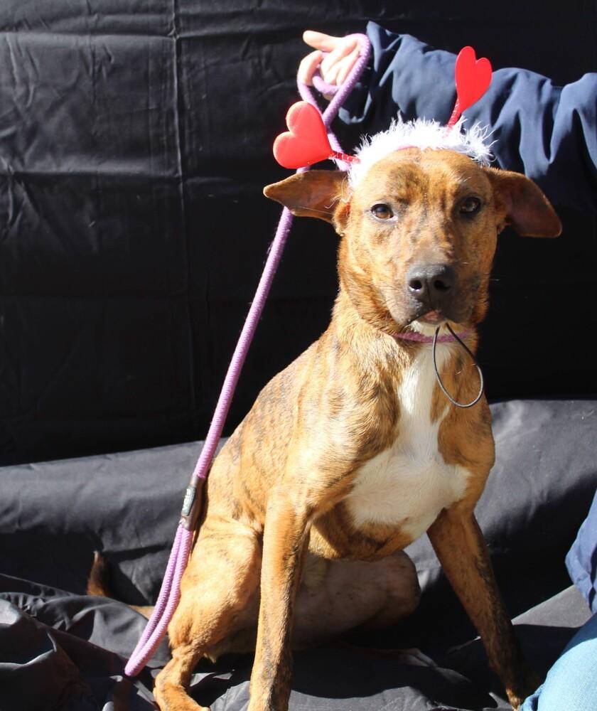 TAZ, a Adoptable mixed breed in Langley, BC image 2/6