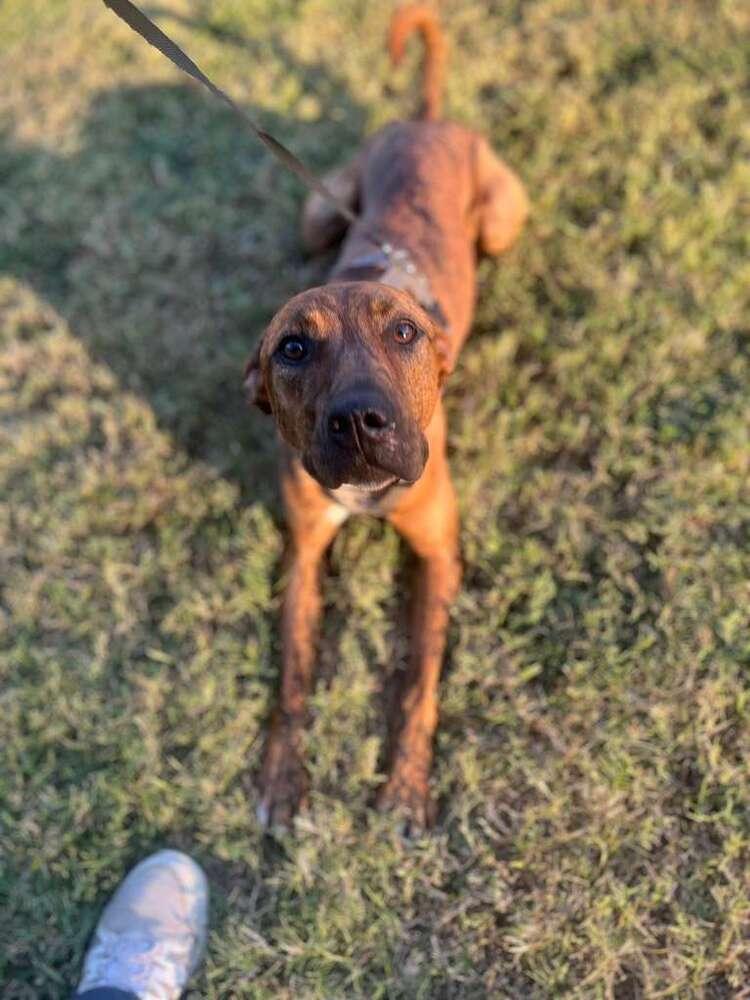 TAZ, a Adoptable mixed breed in Langley, BC image 4/6