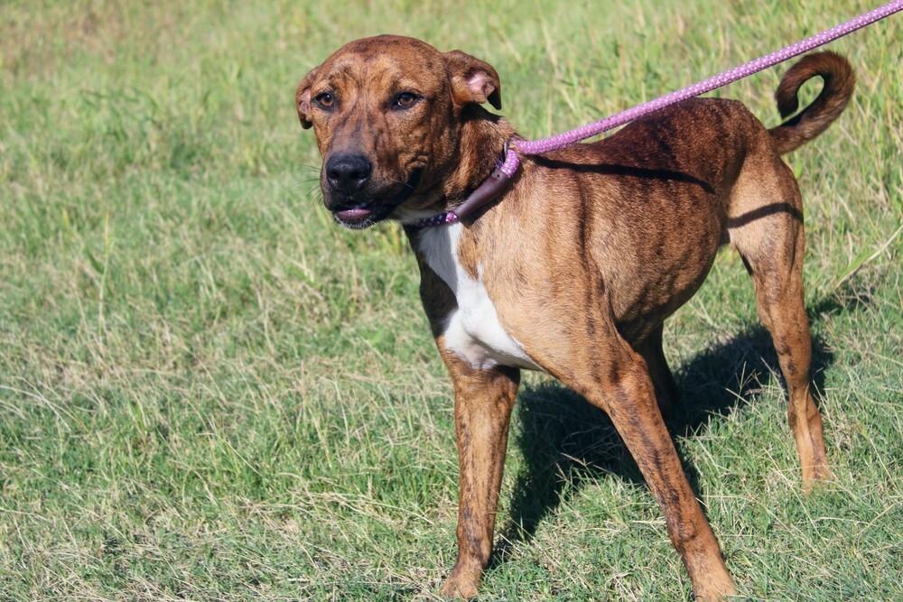 TAZ, a Adoptable mixed breed in Langley, BC image 5/6