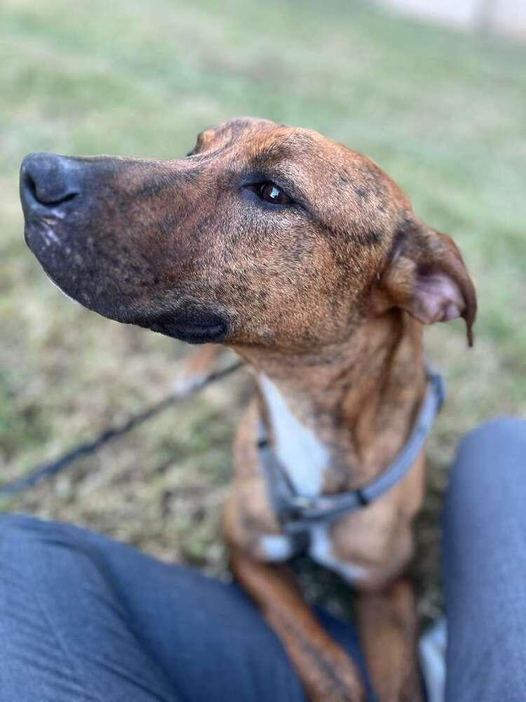 TAZ, a Adoptable mixed breed in Langley, BC image 6/6