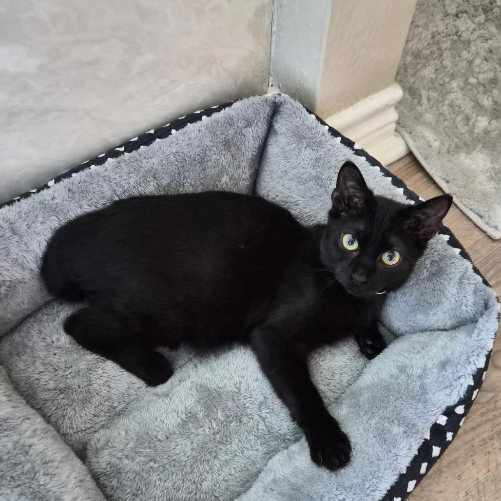 Dorian, Adoptable, Young Male Domestic Short Hair.