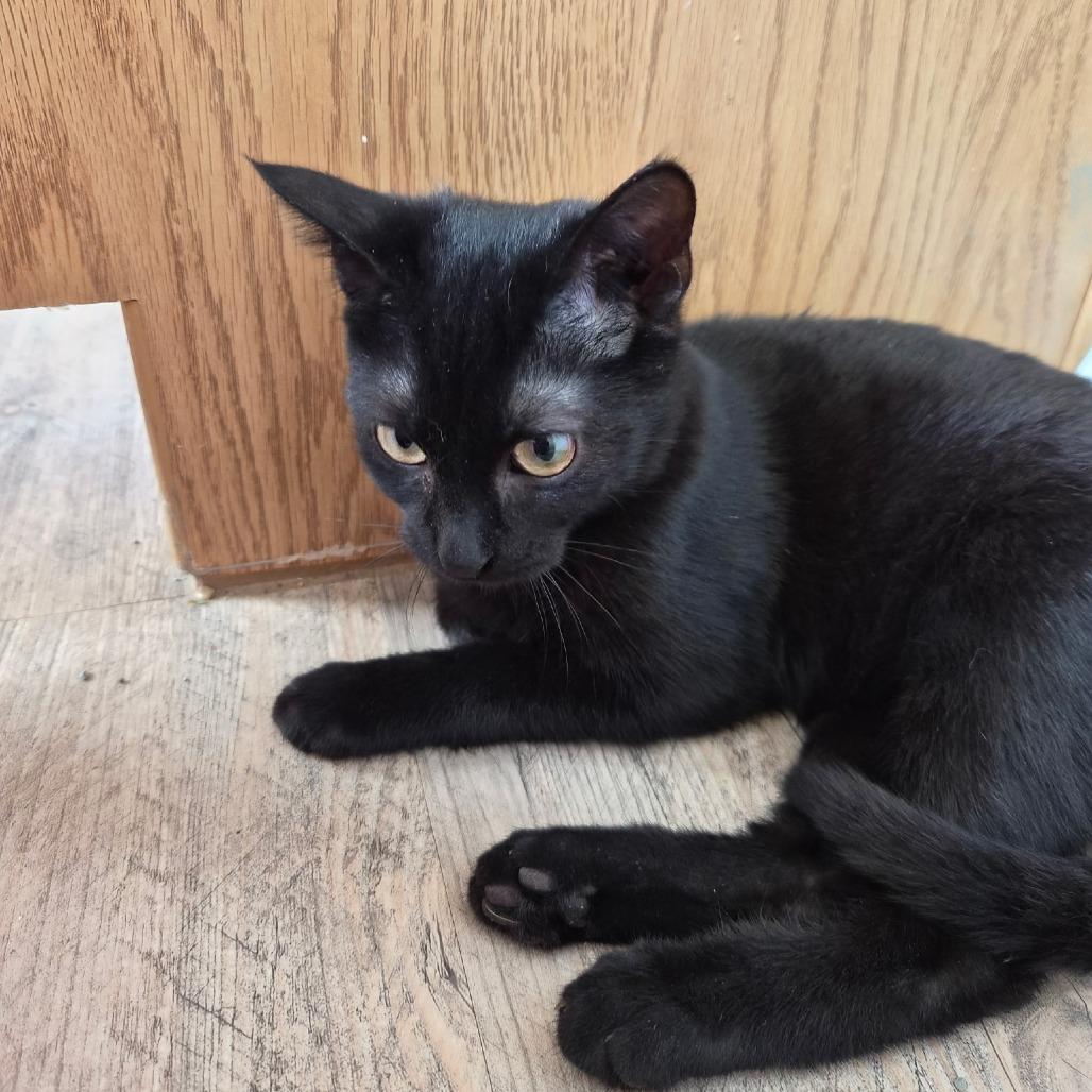 Enlarge Dorian, a Adoptable Domestic Short Hair in Fort Worth, TX image 2/4