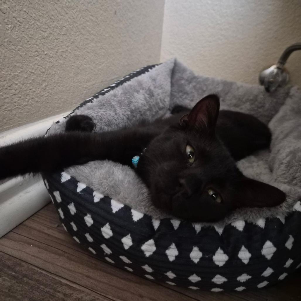 Enlarge Dorian, a Adoptable Domestic Short Hair in Fort Worth, TX image 3/4