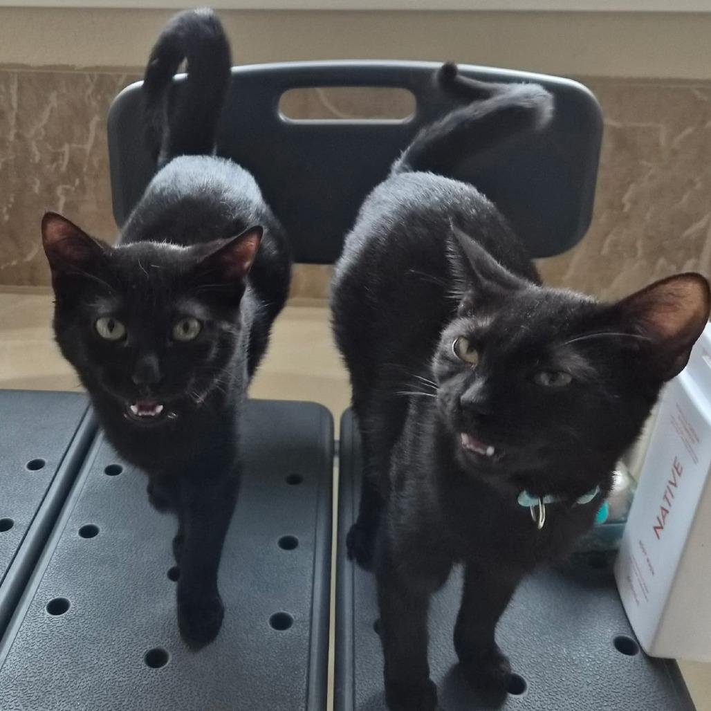 Enlarge Dorian, a Adoptable Domestic Short Hair in Fort Worth, TX image 4/4