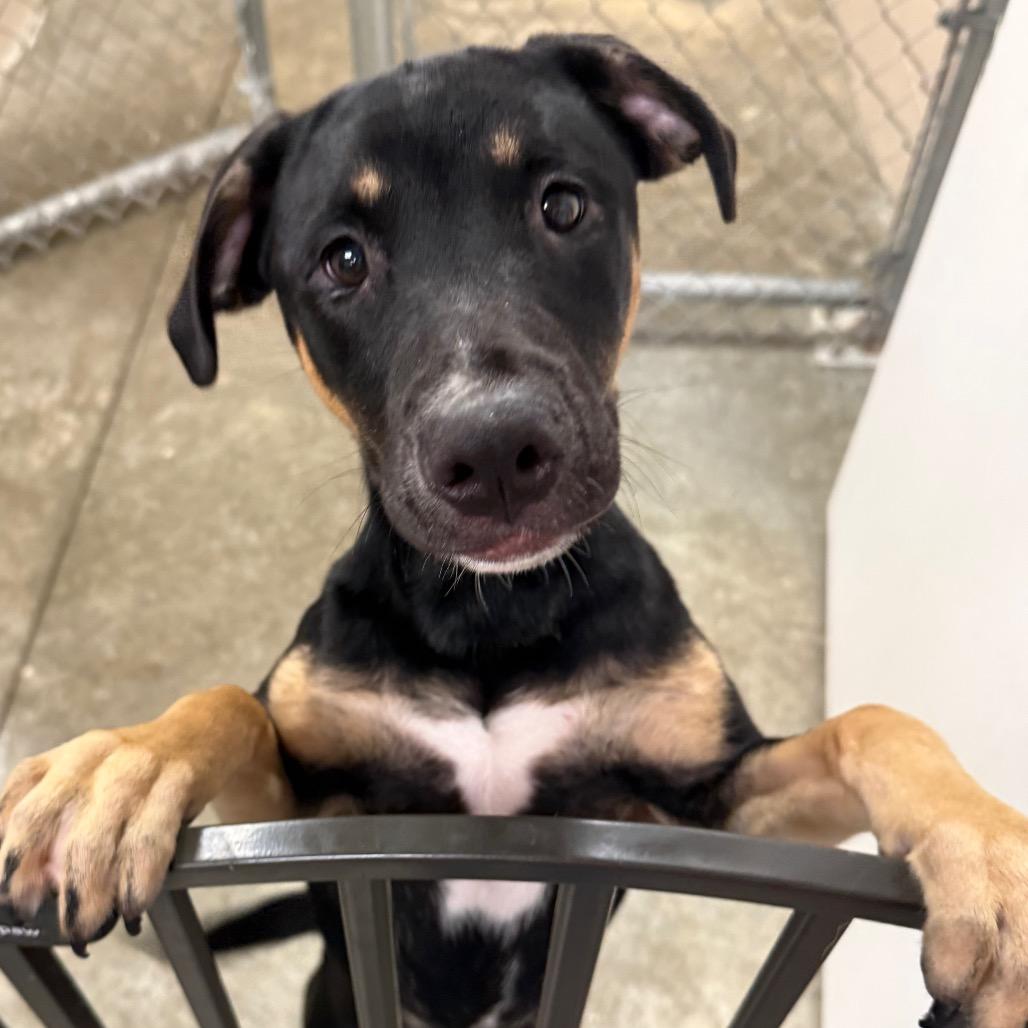 Enlarge Izzy, a Adoptable mixed breed in Muncie, IN image 1/1