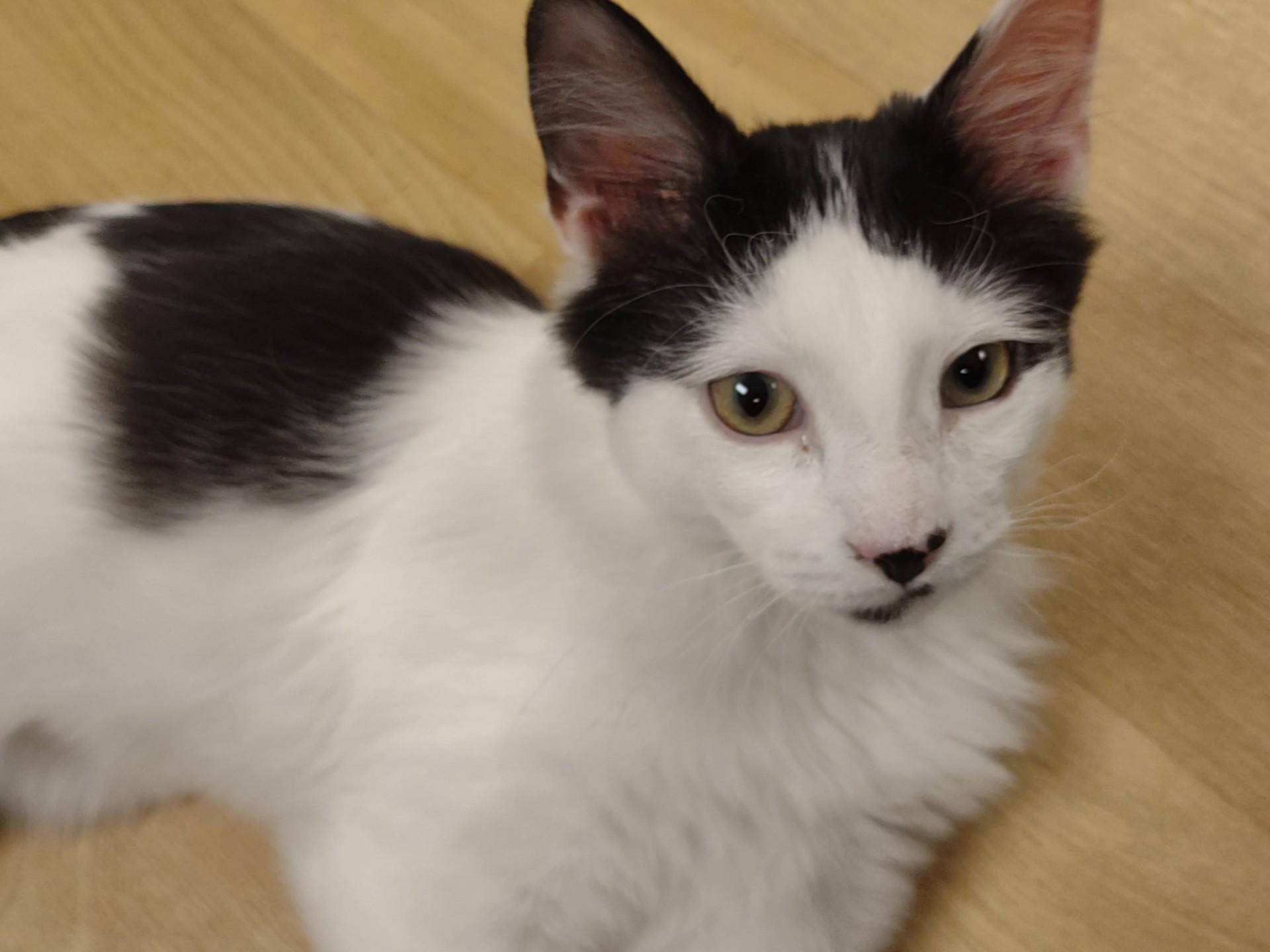 Enlarge Prince of Purrs, an adopted mixed breed in Montour Falls, NY image 1/1