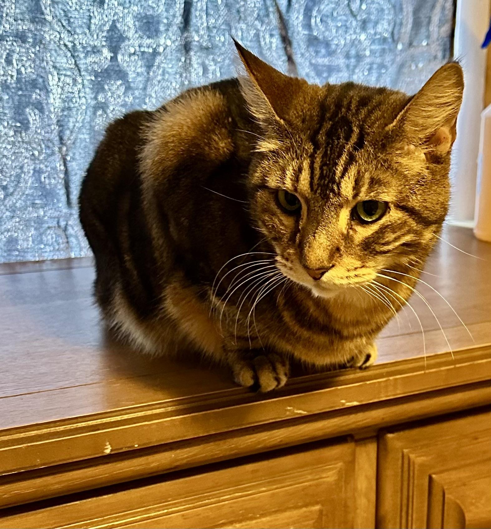 Baron, a Adoptable Domestic Short Hair in Myrtle Beach, SC image 1/5