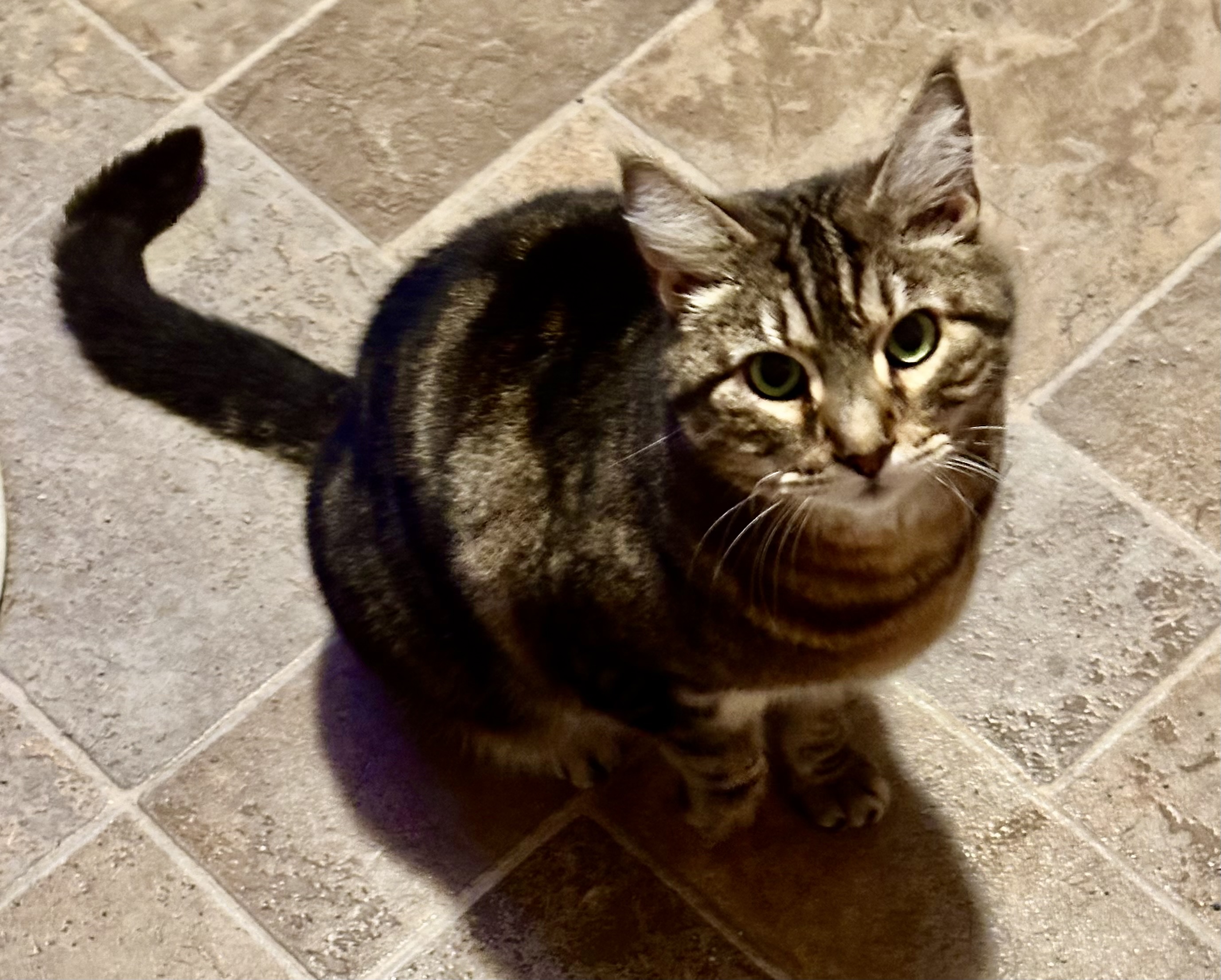 Baron, a Adoptable Domestic Short Hair in Myrtle Beach, SC image 2/5