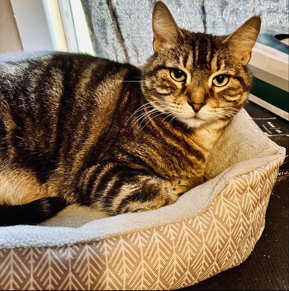 Enlarge Baron, a Adoptable Domestic Short Hair in Myrtle Beach, SC image 5/5