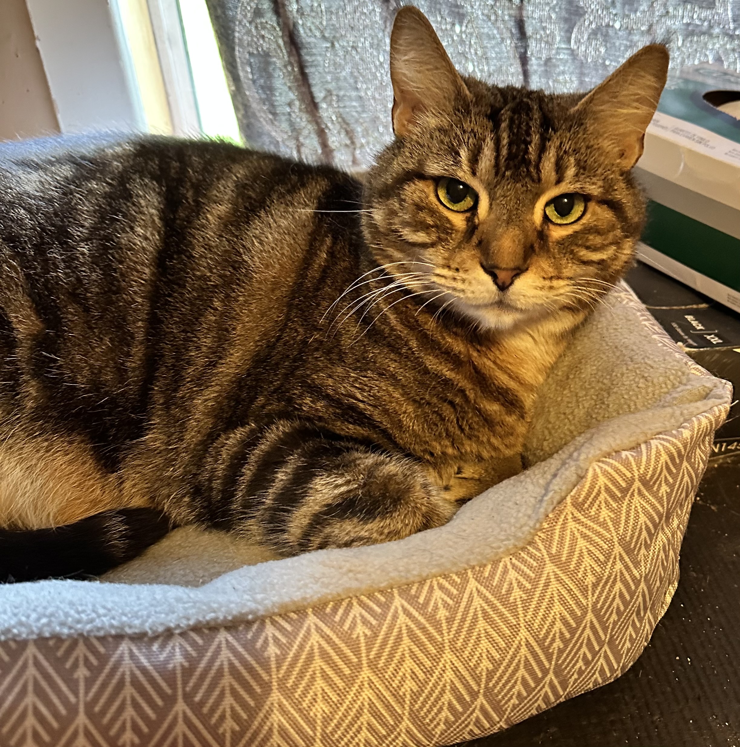 Baron, a Adoptable Domestic Short Hair in Myrtle Beach, SC image 3/5