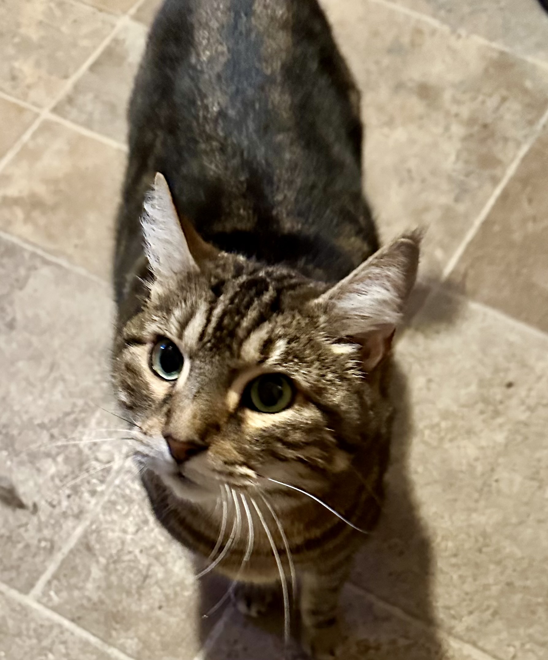 Baron, a Adoptable Domestic Short Hair in Myrtle Beach, SC image 4/5