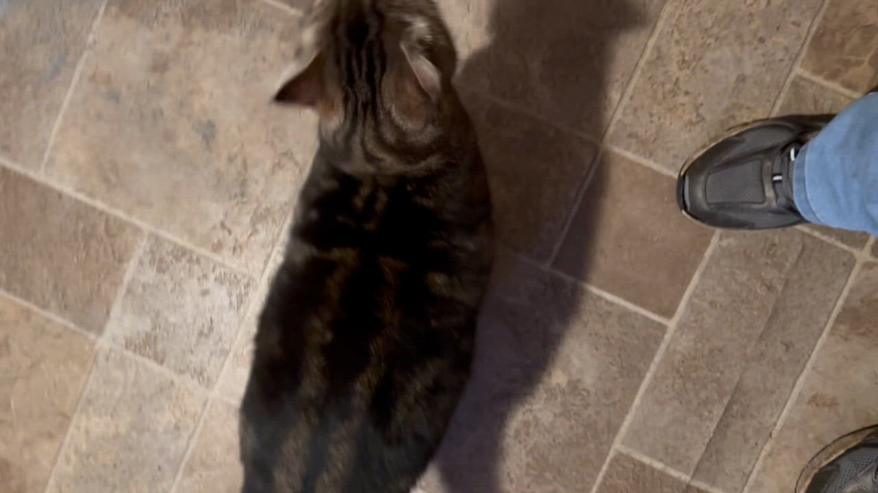 Enlarge Baron, a Adoptable Domestic Short Hair in Myrtle Beach, SC video 5/5