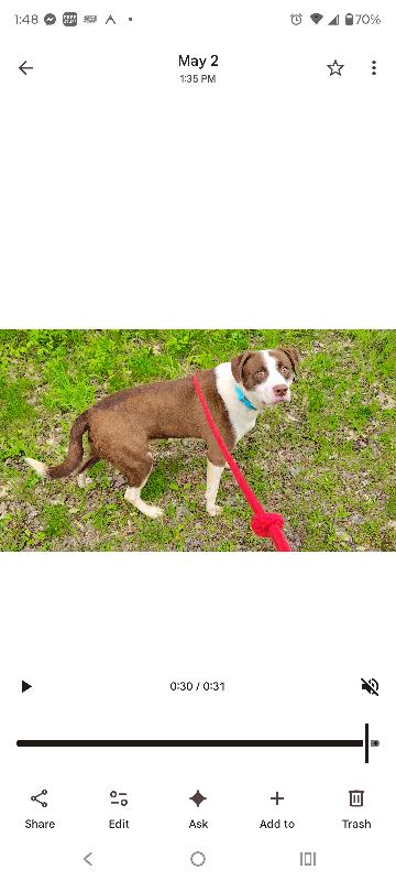 Rascal, Adoptable, Adult Male Mixed Breed.