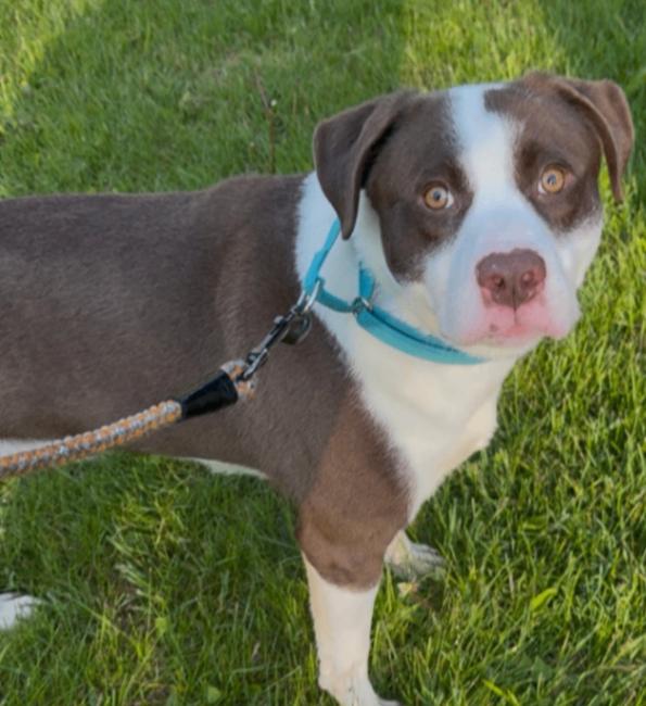Rascal, a Adoptable Mixed Breed in Osseo, MI image 2/4