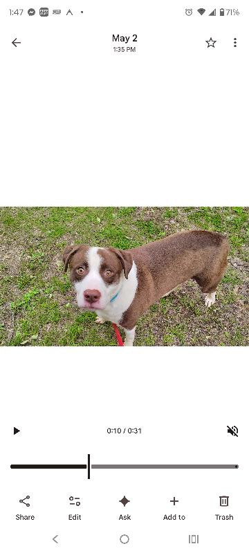 Rascal, a Adoptable Mixed Breed in Osseo, MI image 3/4