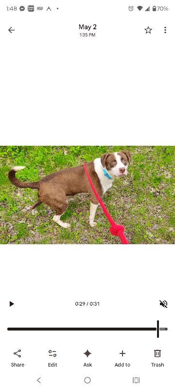 Rascal, a Adoptable Mixed Breed in Osseo, MI image 4/4