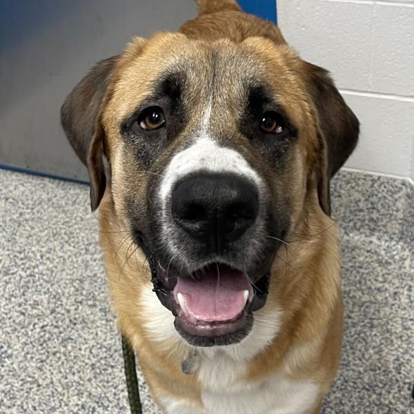 Panda, Adoptable, Young Male Saint Bernard & Anatolian Shepherd.