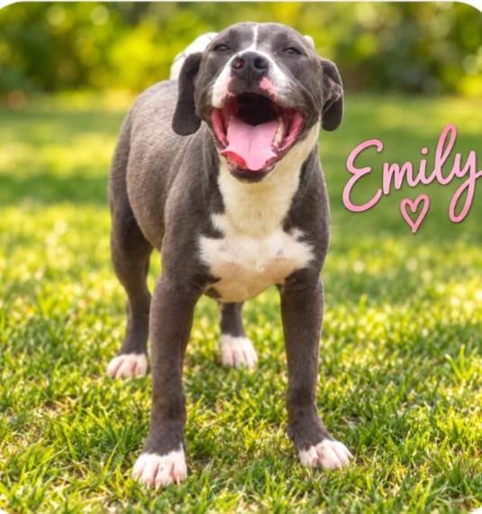 Enlarge Emily, a Adoptable mixed breed in CHURCHVILLE, NY image 1/1
