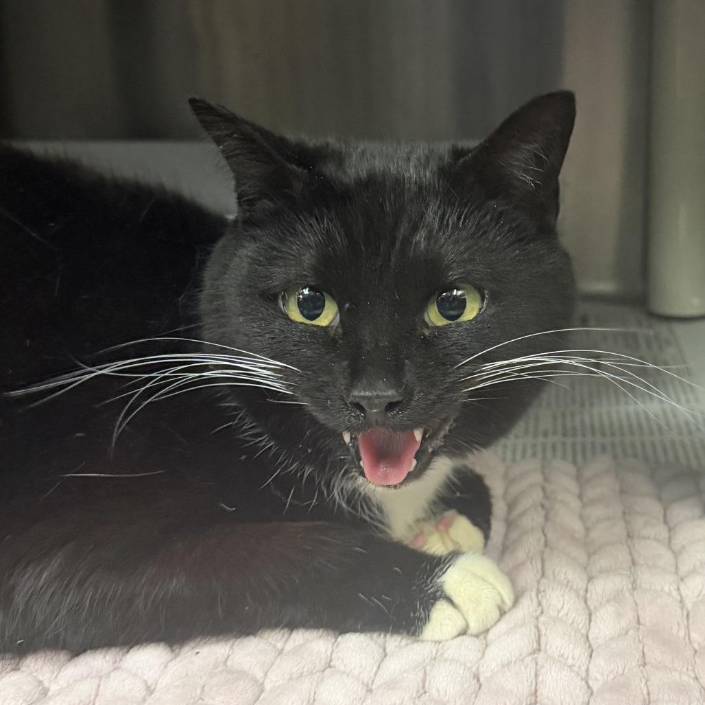 Enlarge Davina, a Adoptable Domestic Short Hair in Marion, VA image 1/1