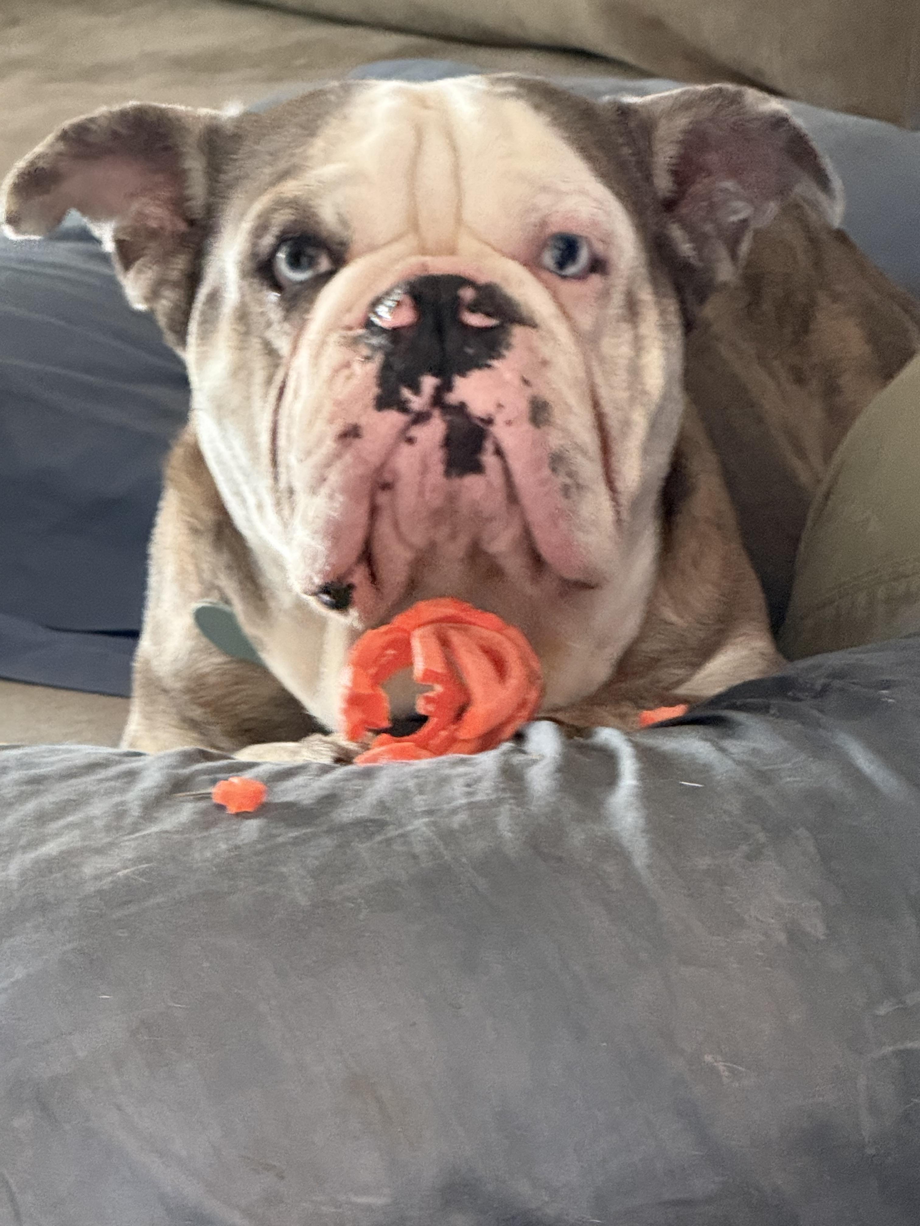 Leo, a Adoptable English Bulldog in Mesa, AZ image 1/4