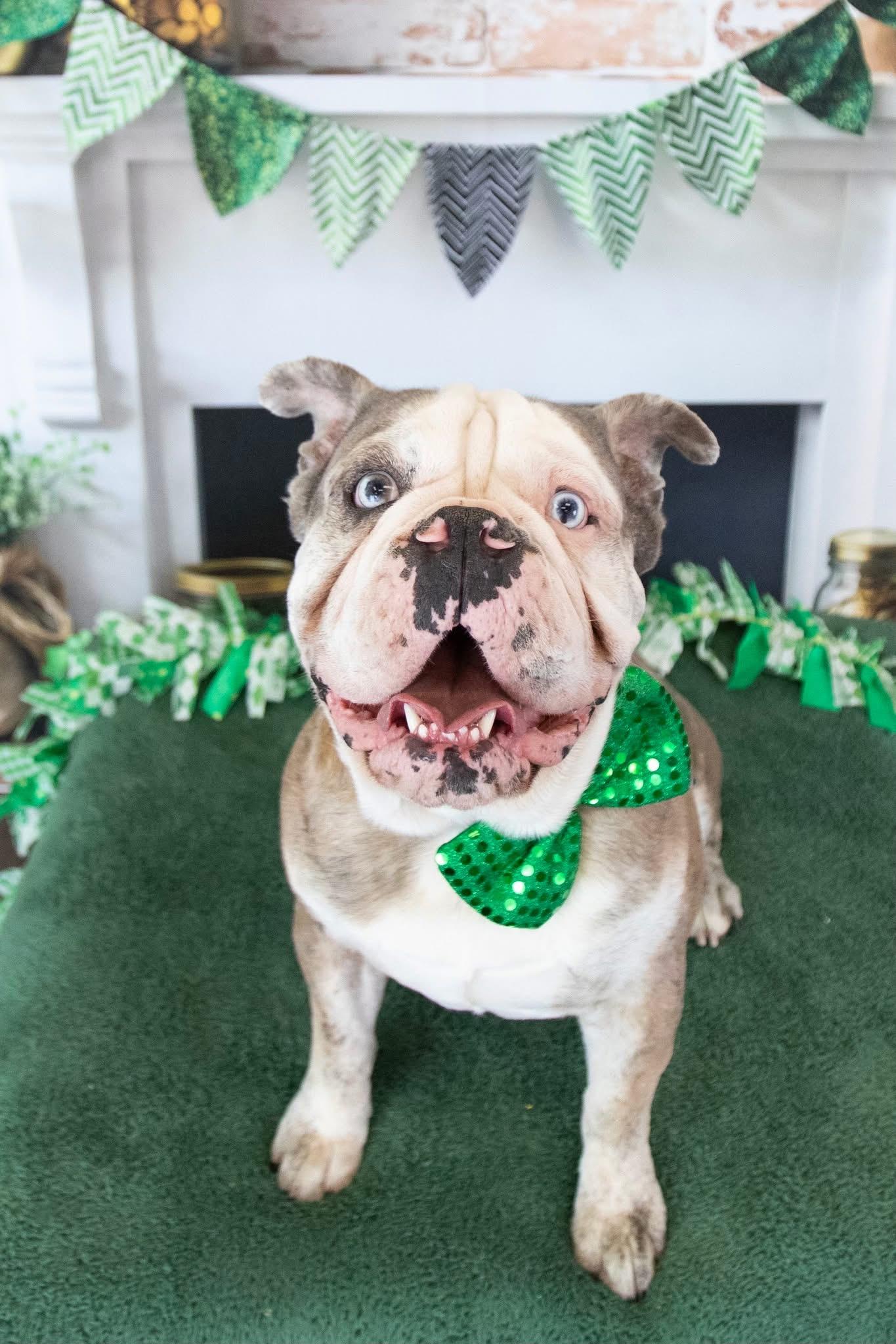 Leo, a Adoptable English Bulldog in Mesa, AZ image 2/4