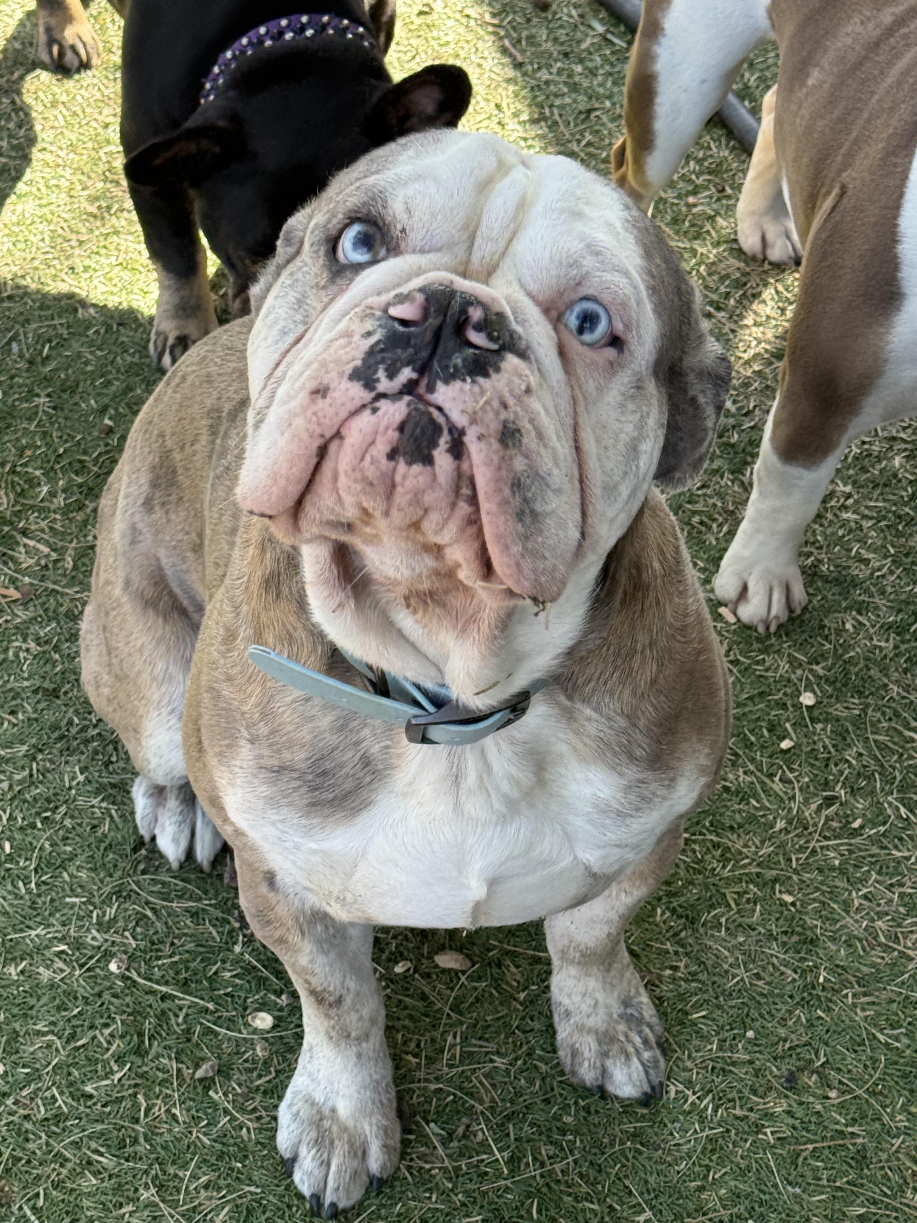 Enlarge Leo, a Adopted English Bulldog in Mesa, AZ image 3/6