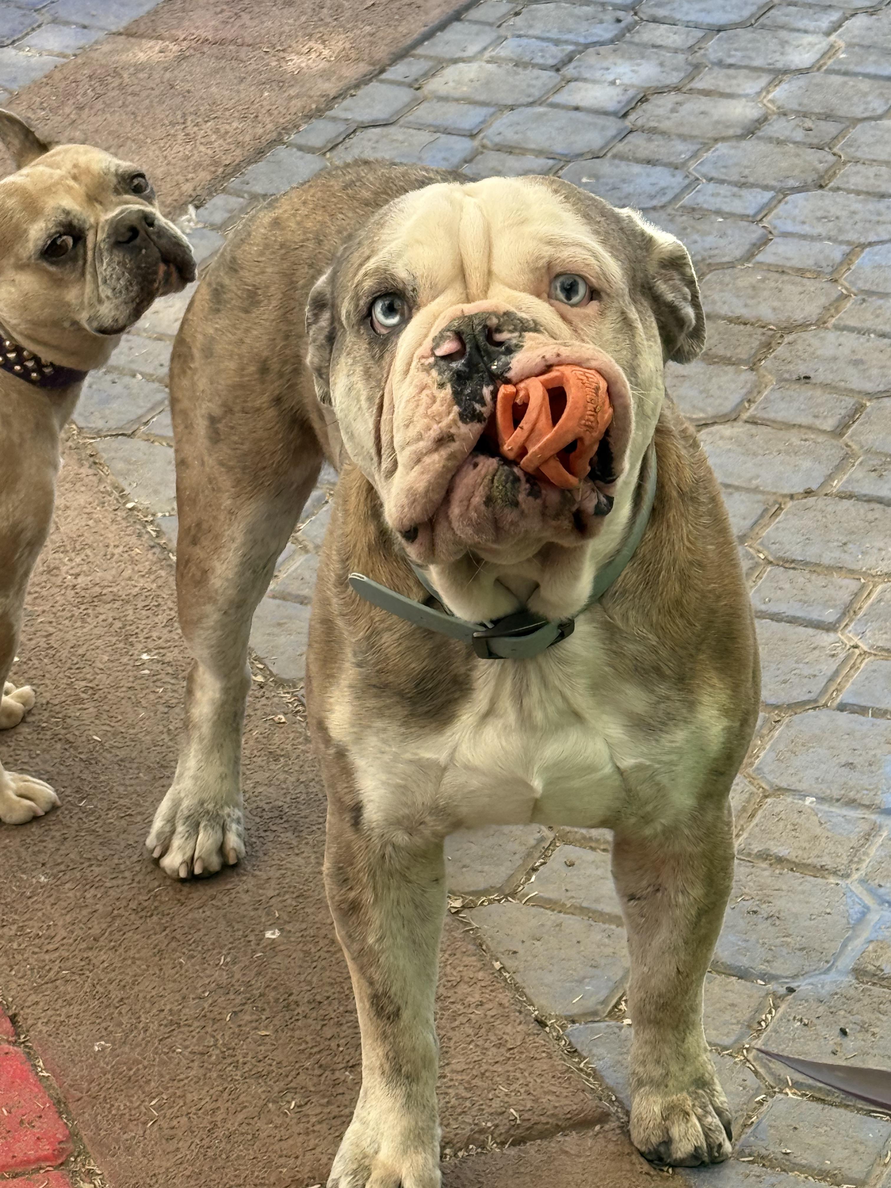 Enlarge Leo, a Adopted English Bulldog in Mesa, AZ image 4/6