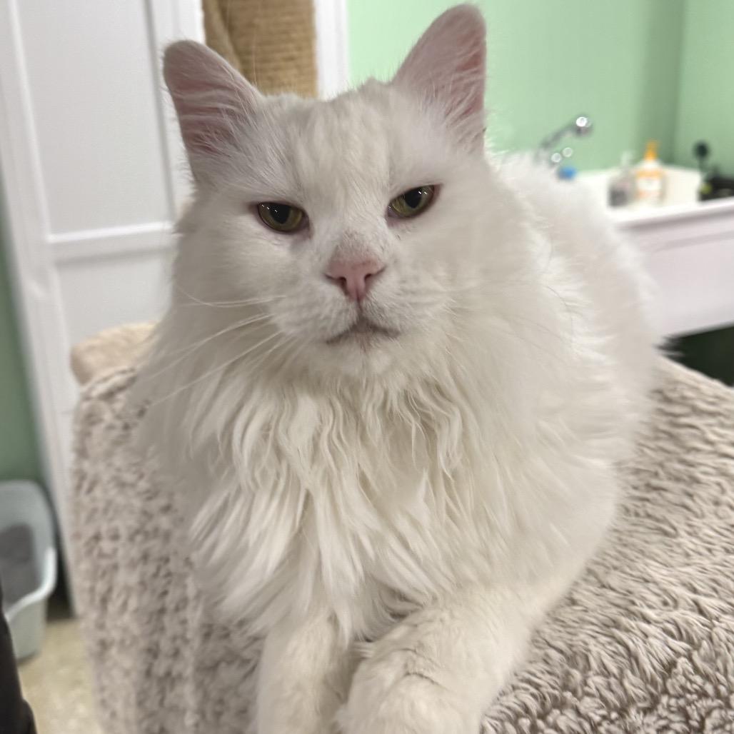 Yeti photo