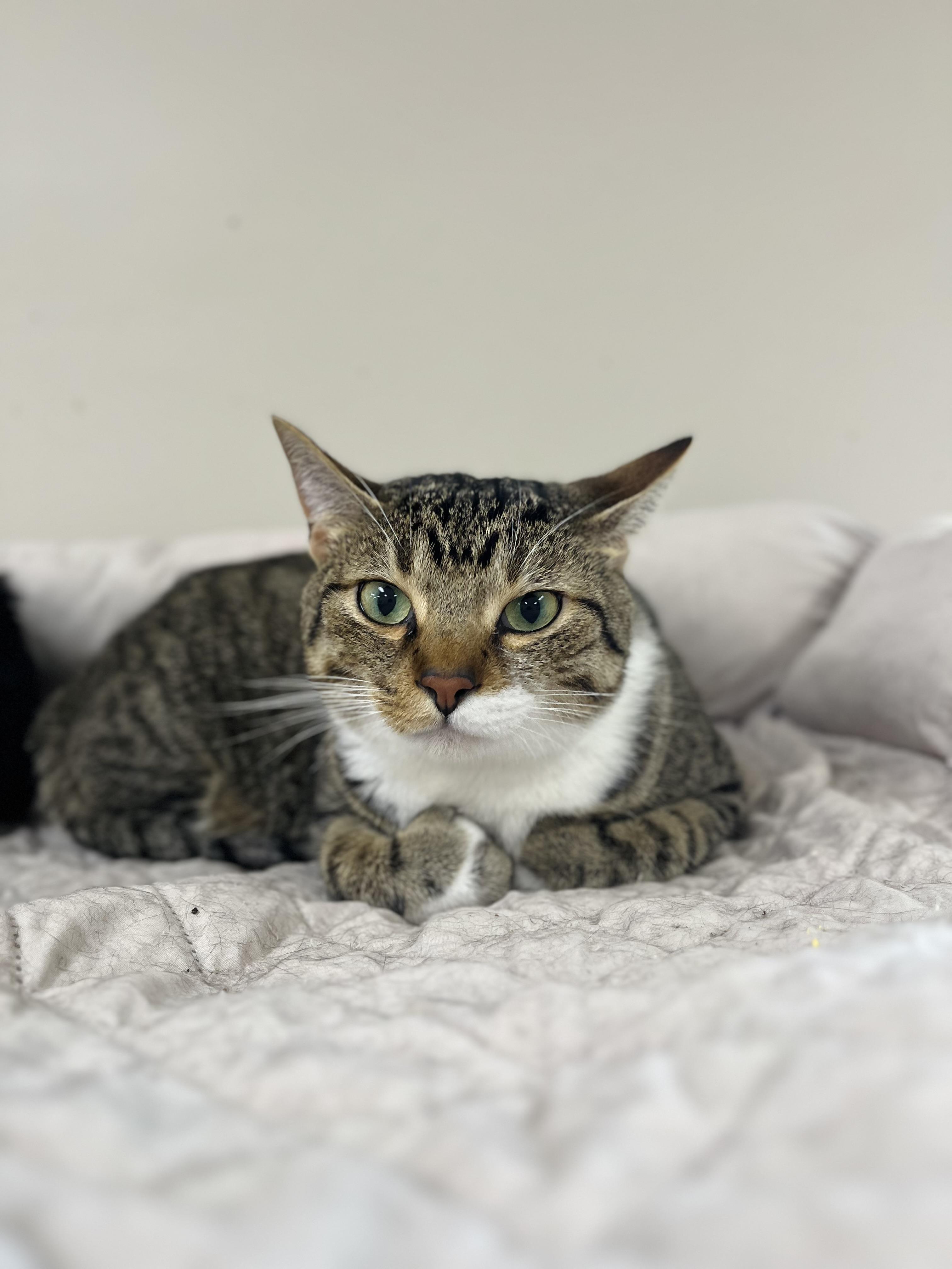 Enlarge Henry, an adoptable mixed breed in Toledo, OH image 1/1