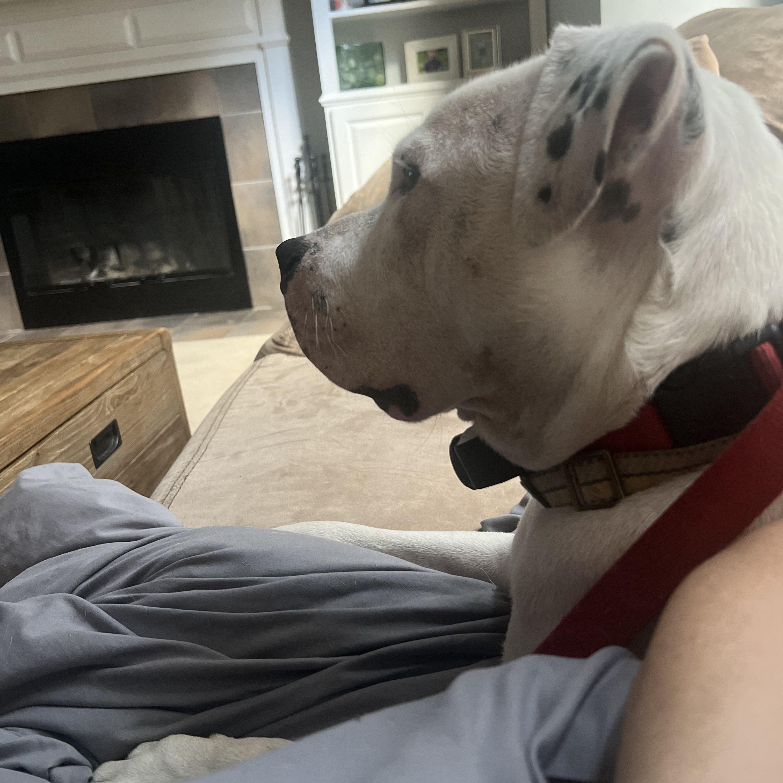 Arlo, a Adoptable mixed breed in Canton, MA image 2/5