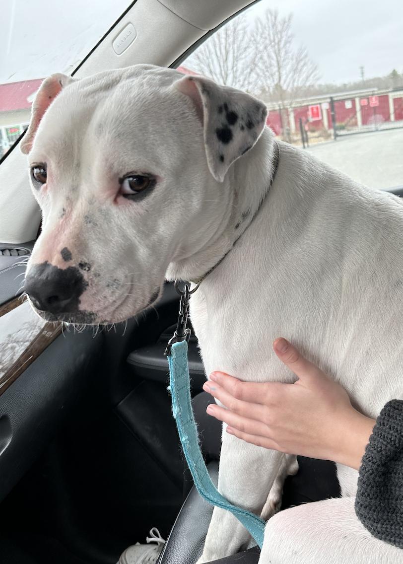 Arlo, a Adoptable mixed breed in Canton, MA image 3/5