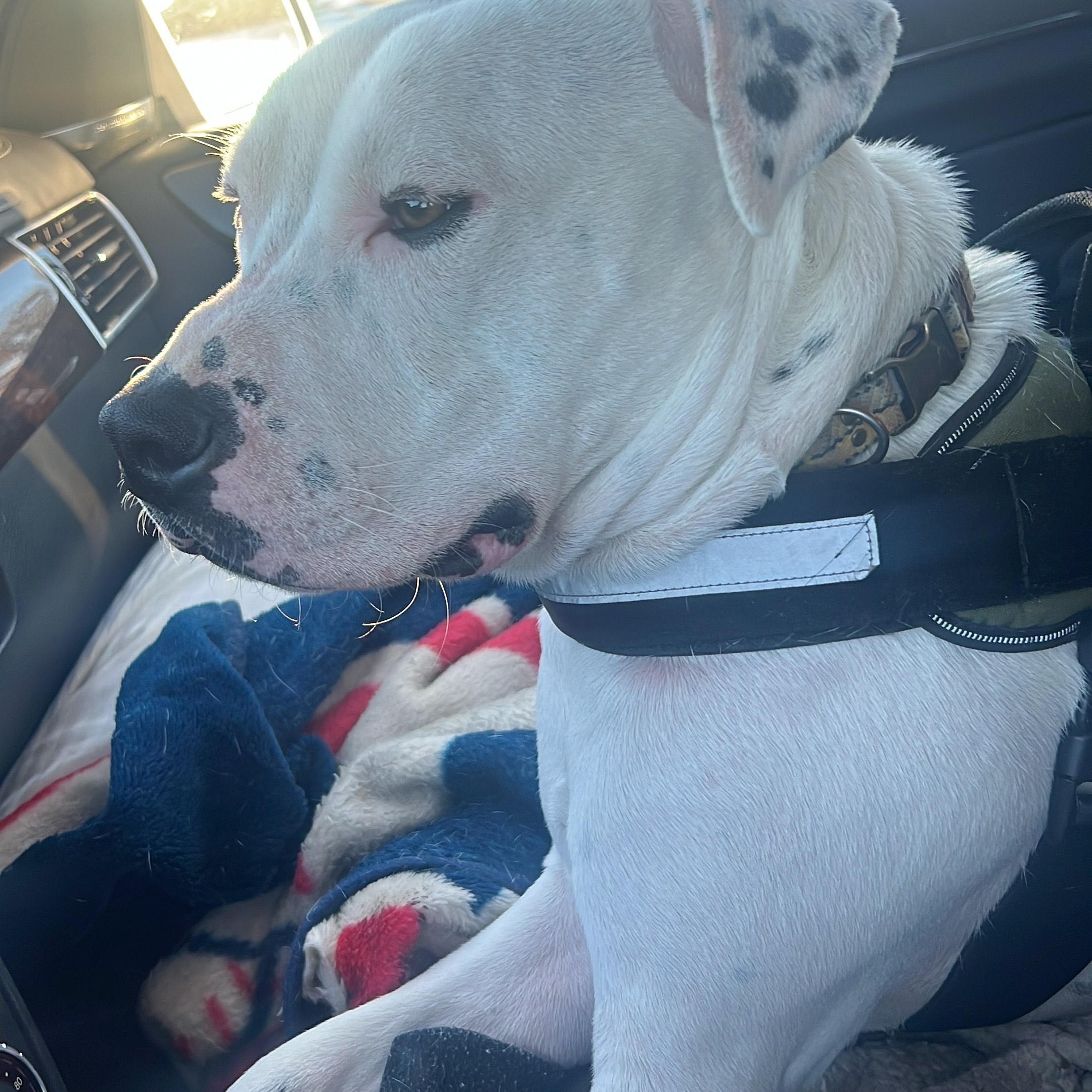 Arlo, a Adoptable mixed breed in Canton, MA image 4/5