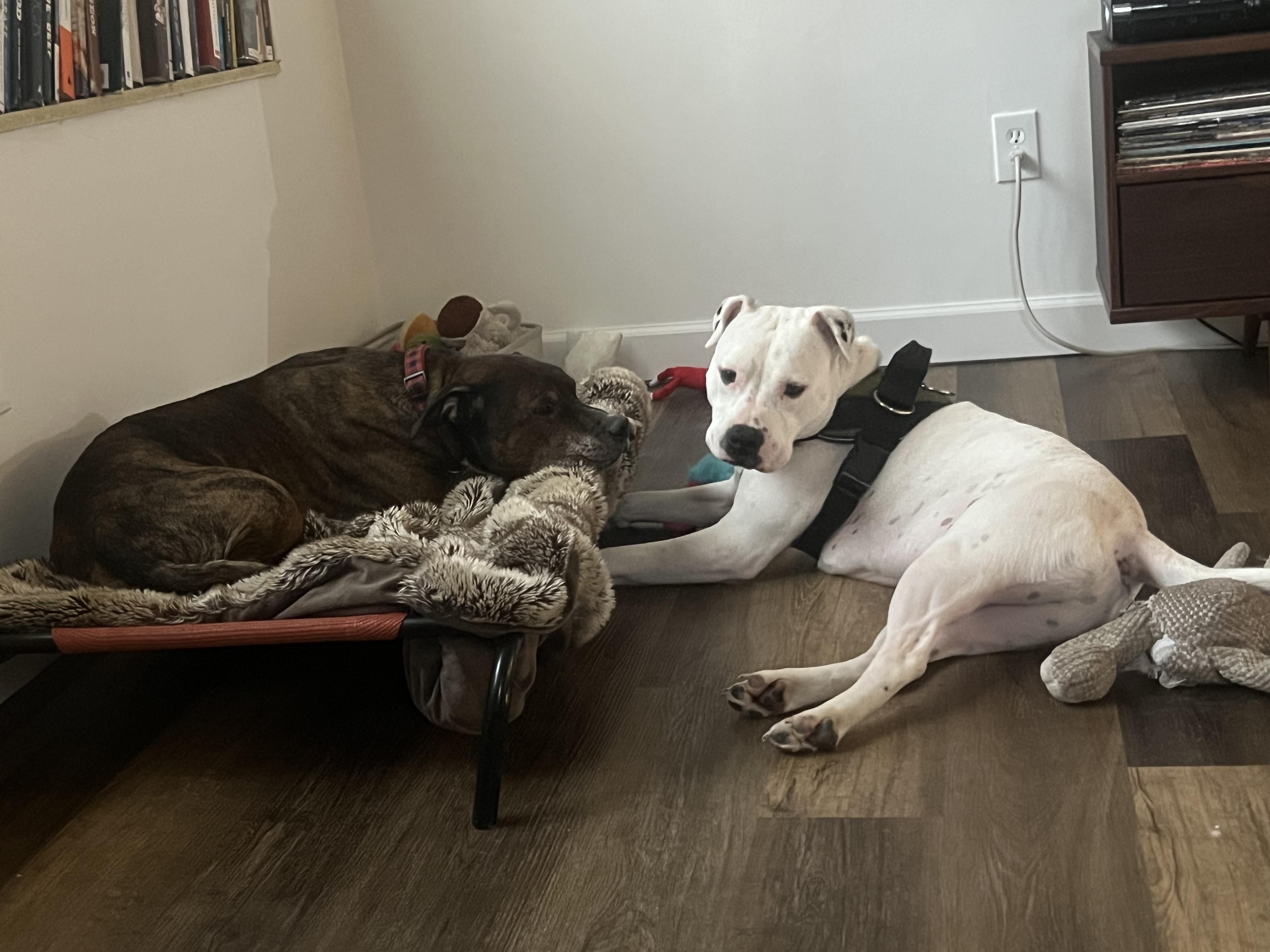 Arlo, a Adoptable mixed breed in Canton, MA image 5/5