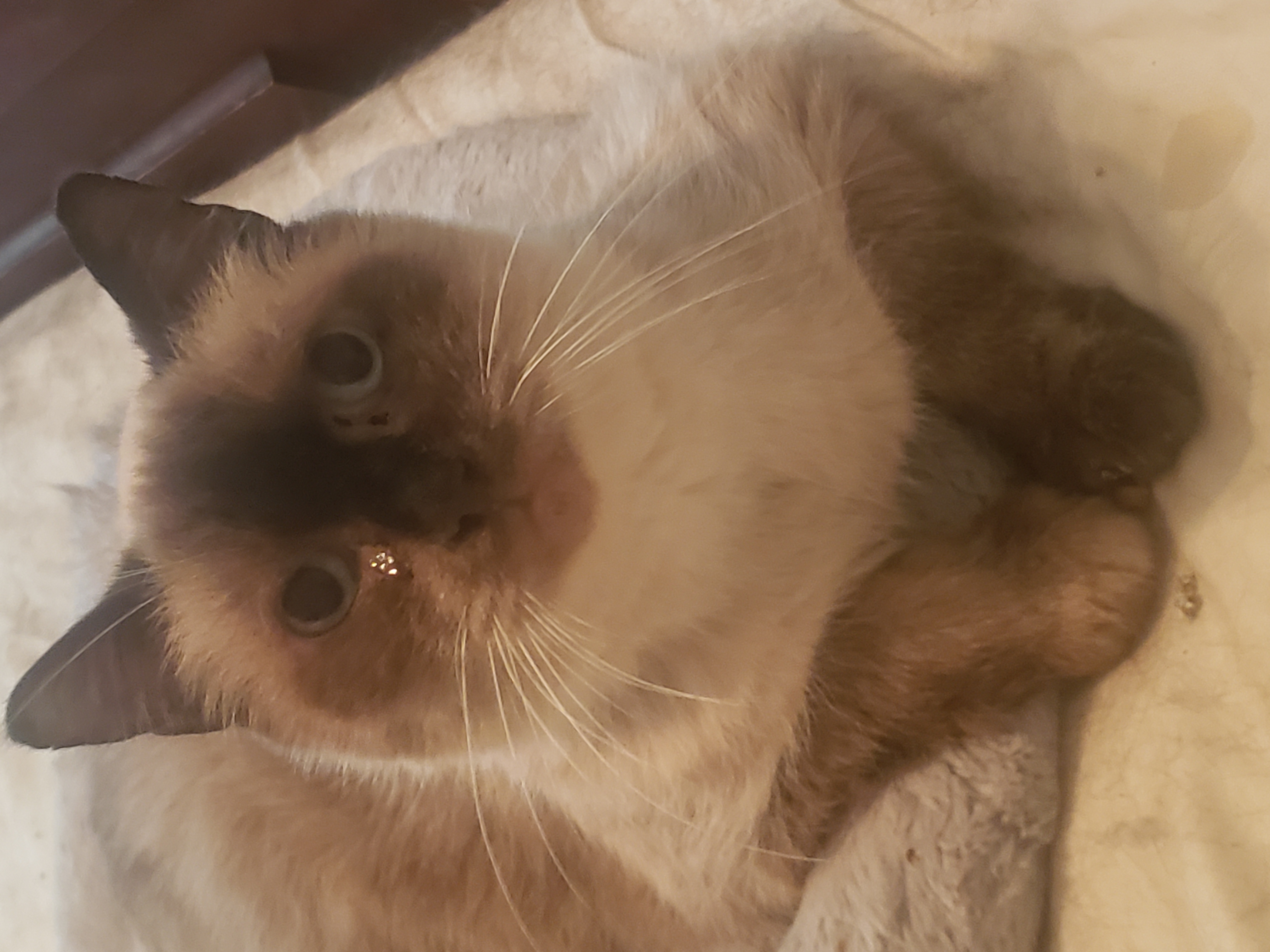 Mr.Brown, Adoptable, Adult Male Siamese.