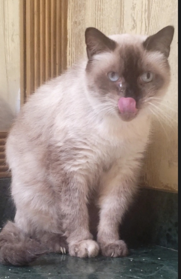 Mr.Brown, Adoptable, Adult Male Siamese.