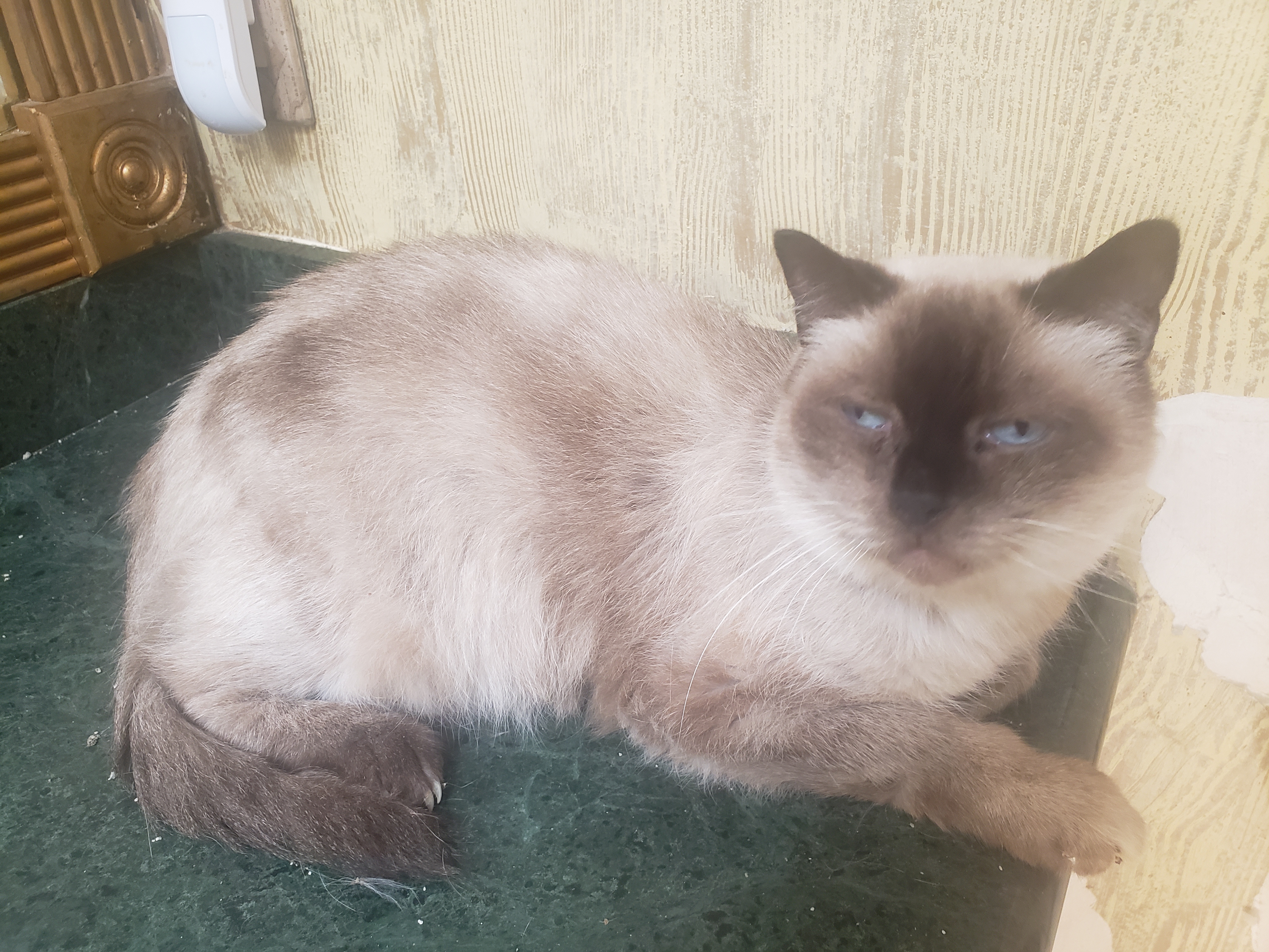 Mr.Brown, a Adoptable Siamese in Houston, TX image 4/4