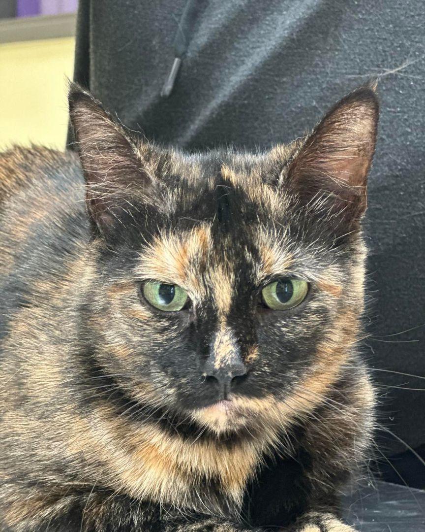 Enlarge Miss Vickie, a Adoptable Tortoiseshell in Burton, MI image 1/1