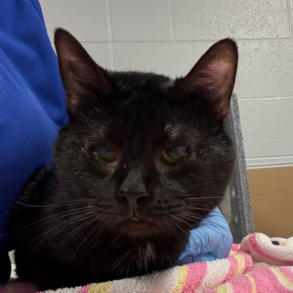 Jigsaw, Adoptable, Young Male Domestic Short Hair.