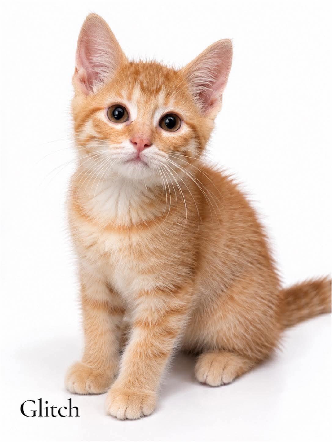 Glitch, Adoptable, Kitten Male Domestic Short Hair.
