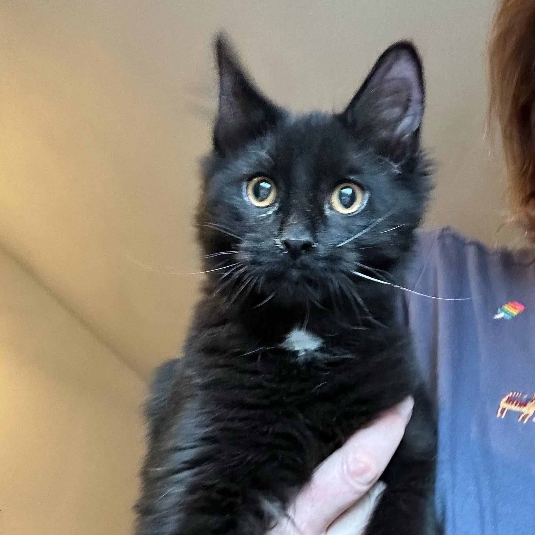 Enlarge Bryce, an adoptable Domestic Medium Hair in Norwalk, CT image 2/2