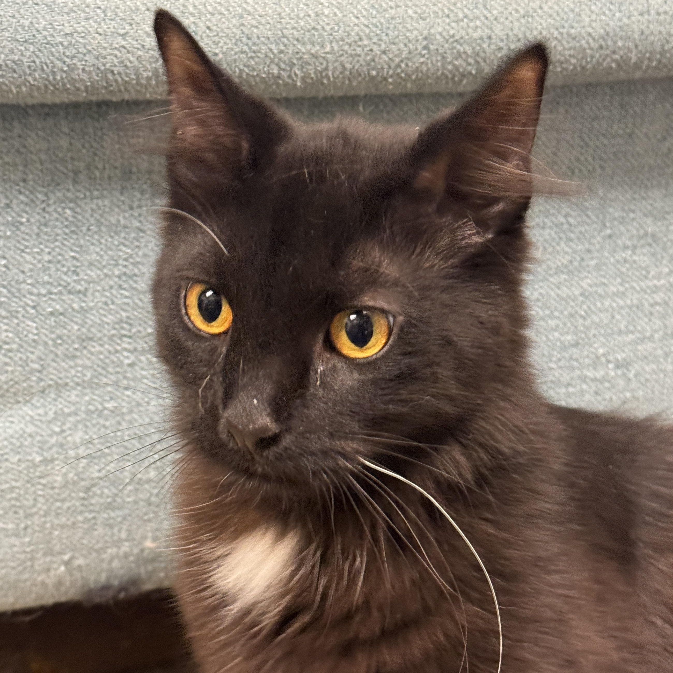 Enlarge Bryce, an adoptable Domestic Medium Hair in Norwalk, CT image 1/2